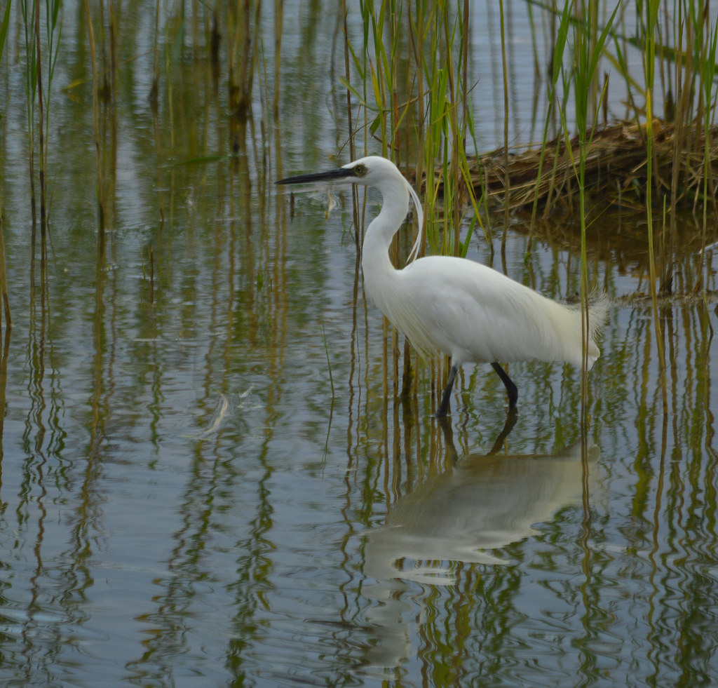 Little Egret